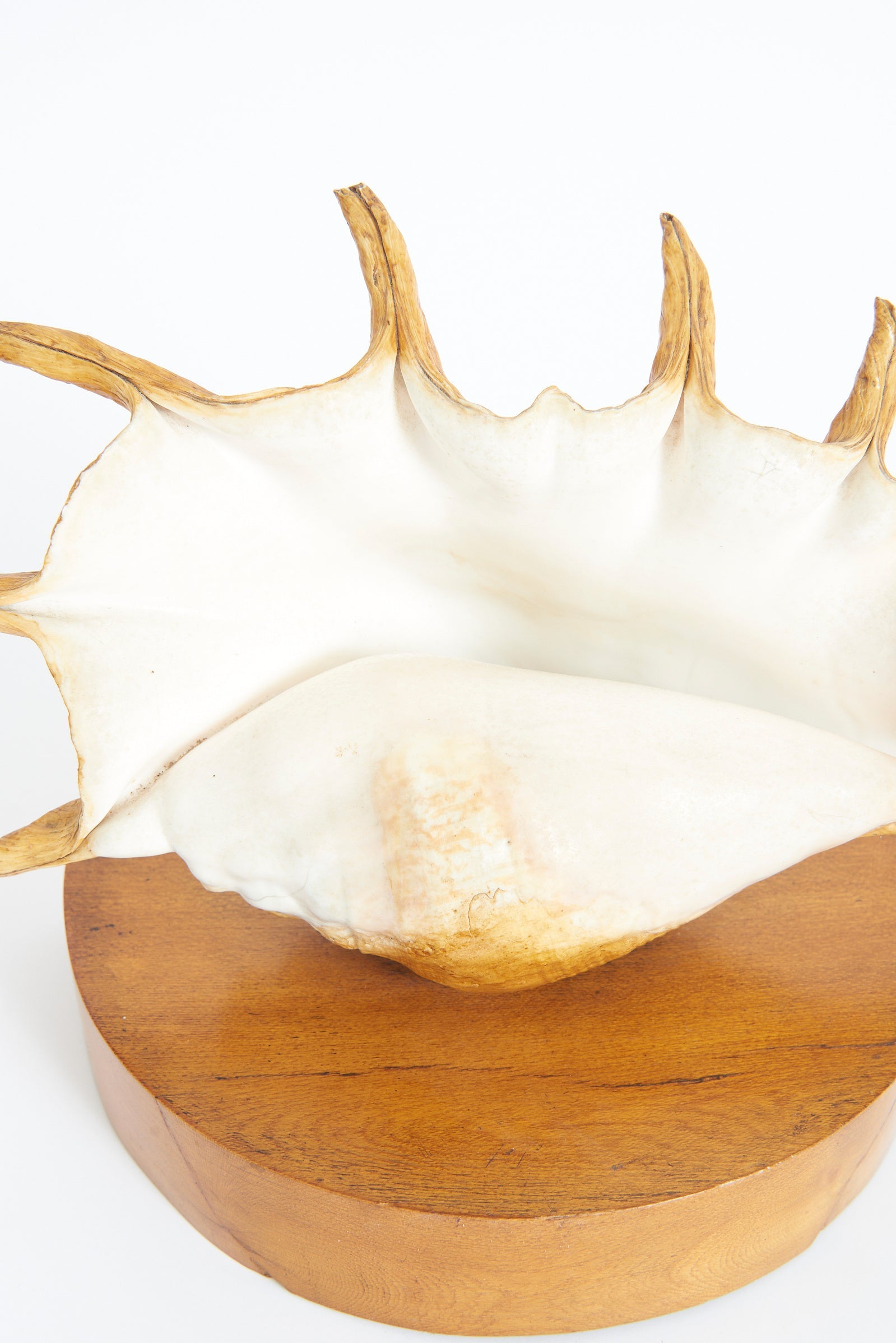Pair of Shell Lamps