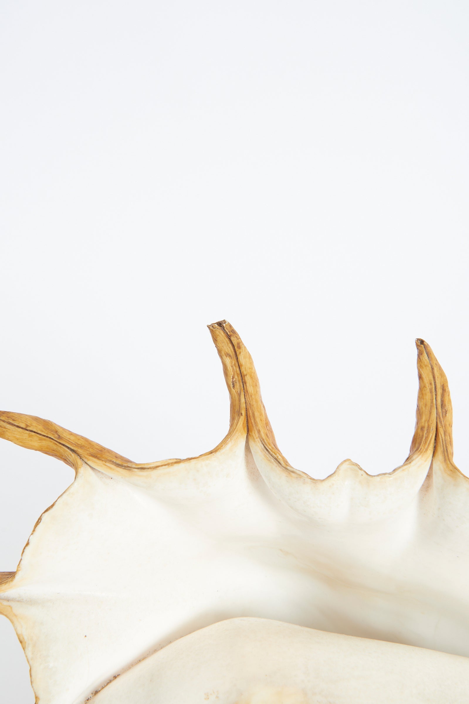 Pair of Shell Lamps