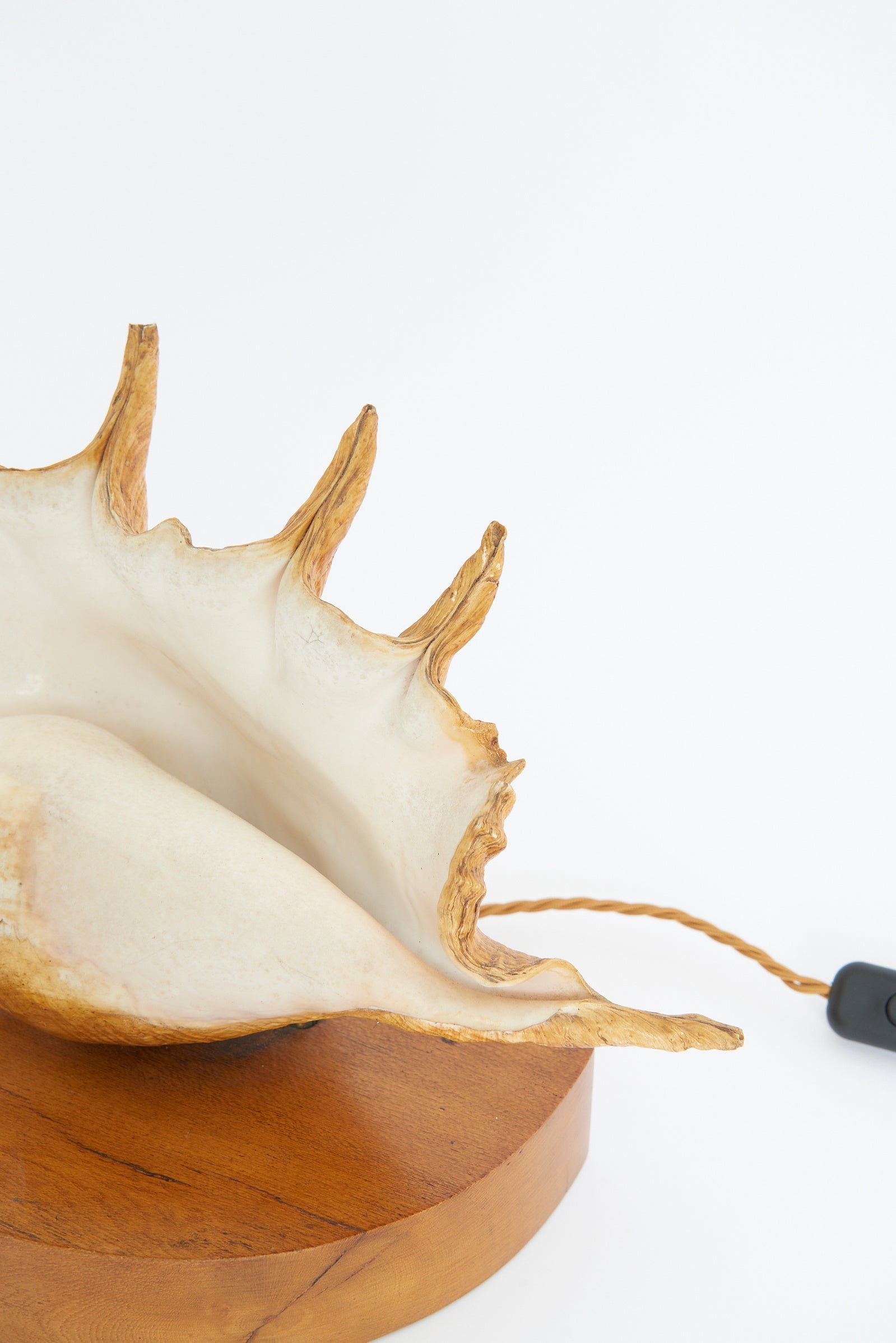 Pair of Shell Lamps