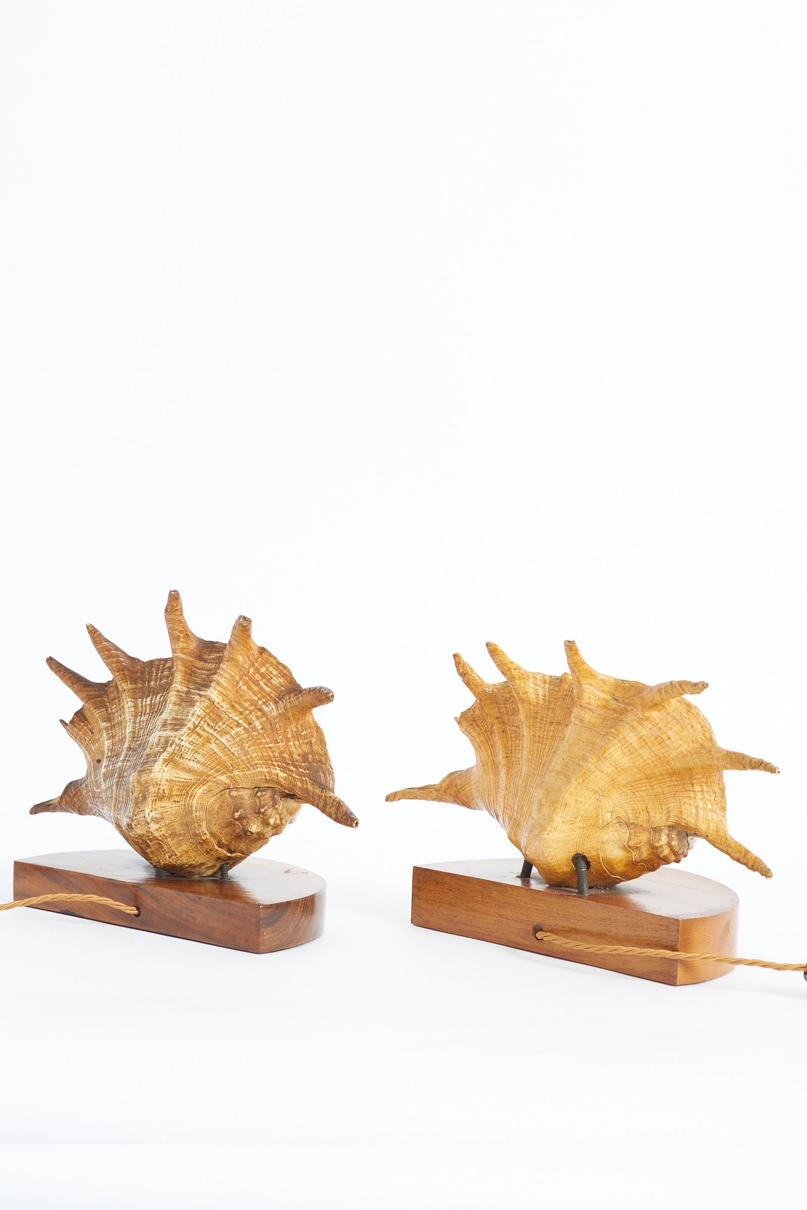 Pair of Shell Lamps