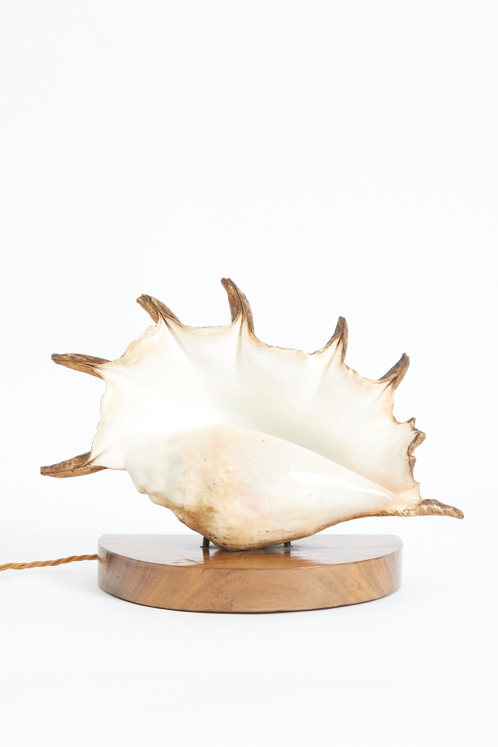 Pair of Shell Lamps
