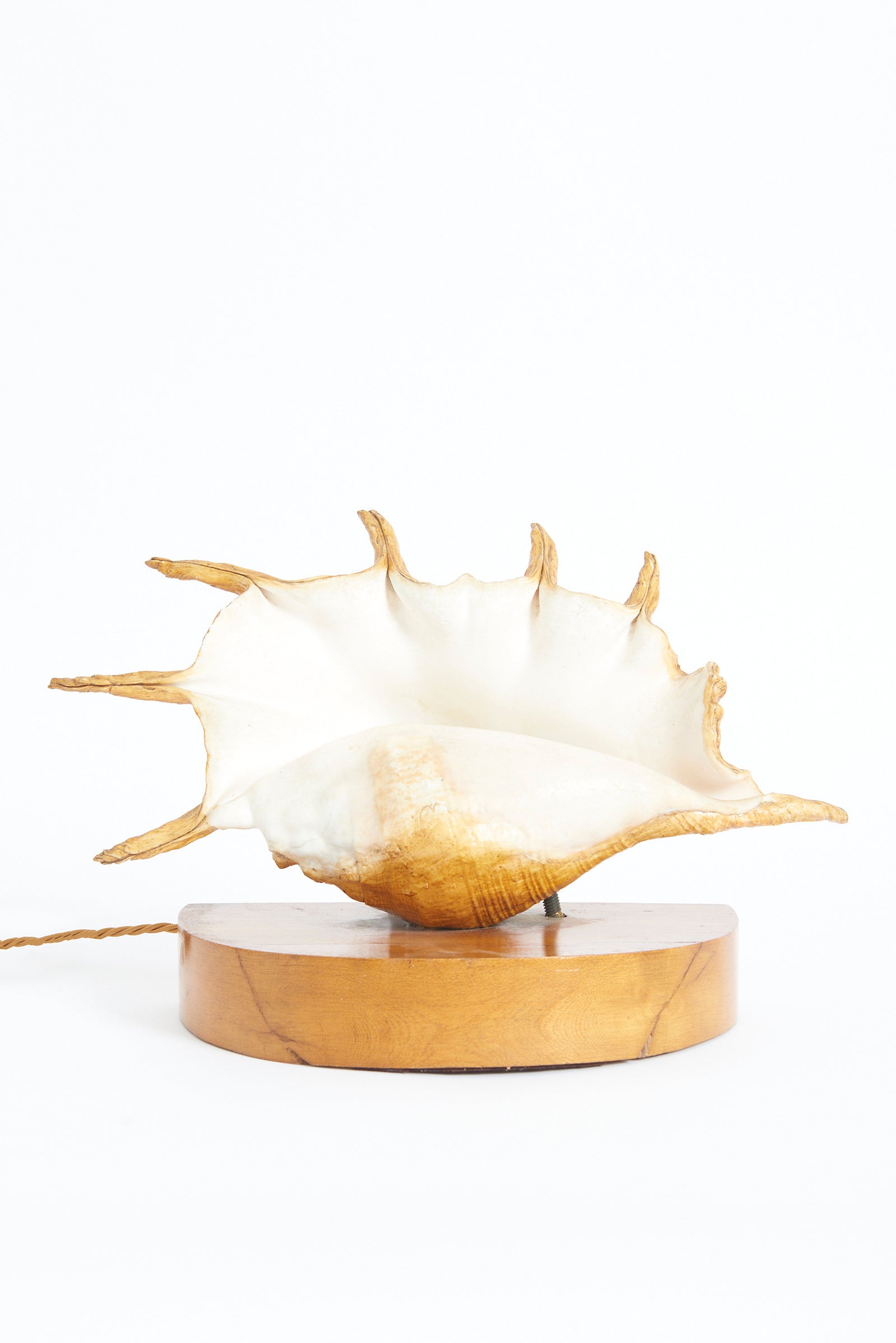 Pair of Shell Lamps