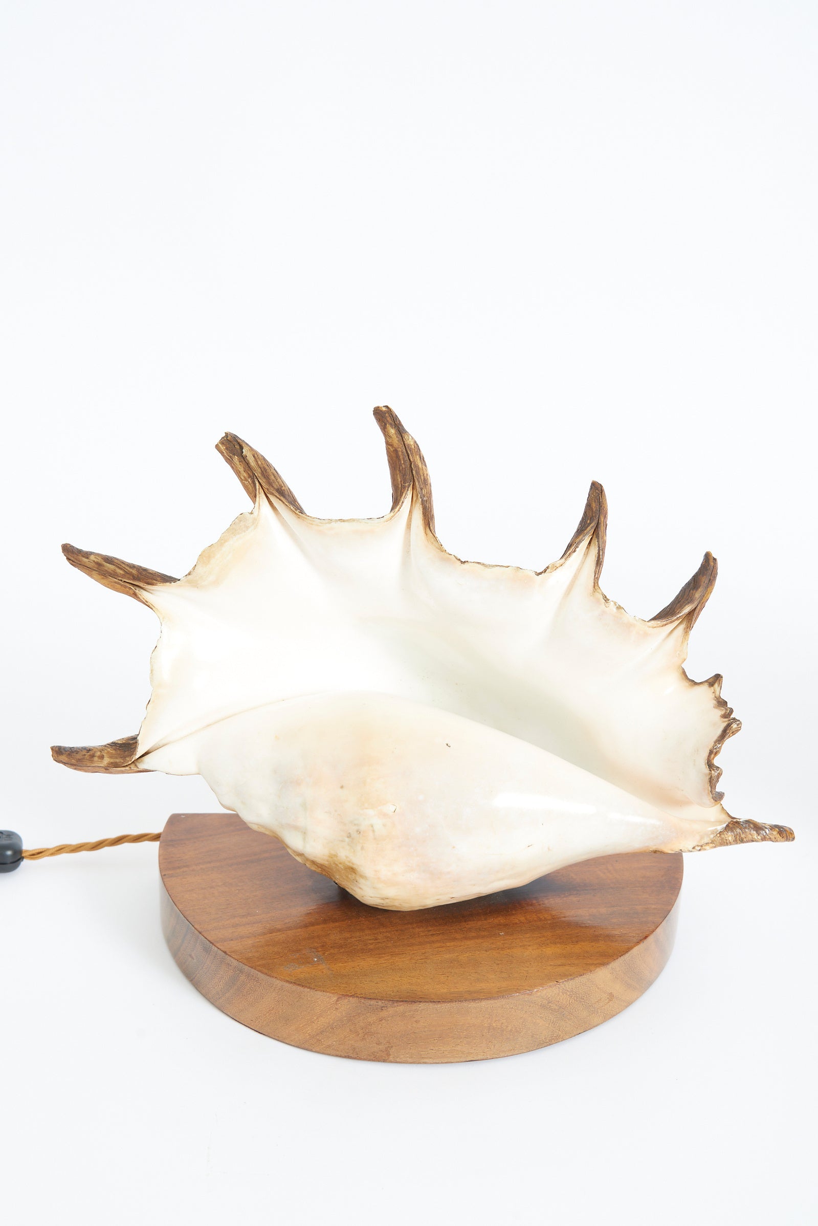 Pair of Shell Lamps