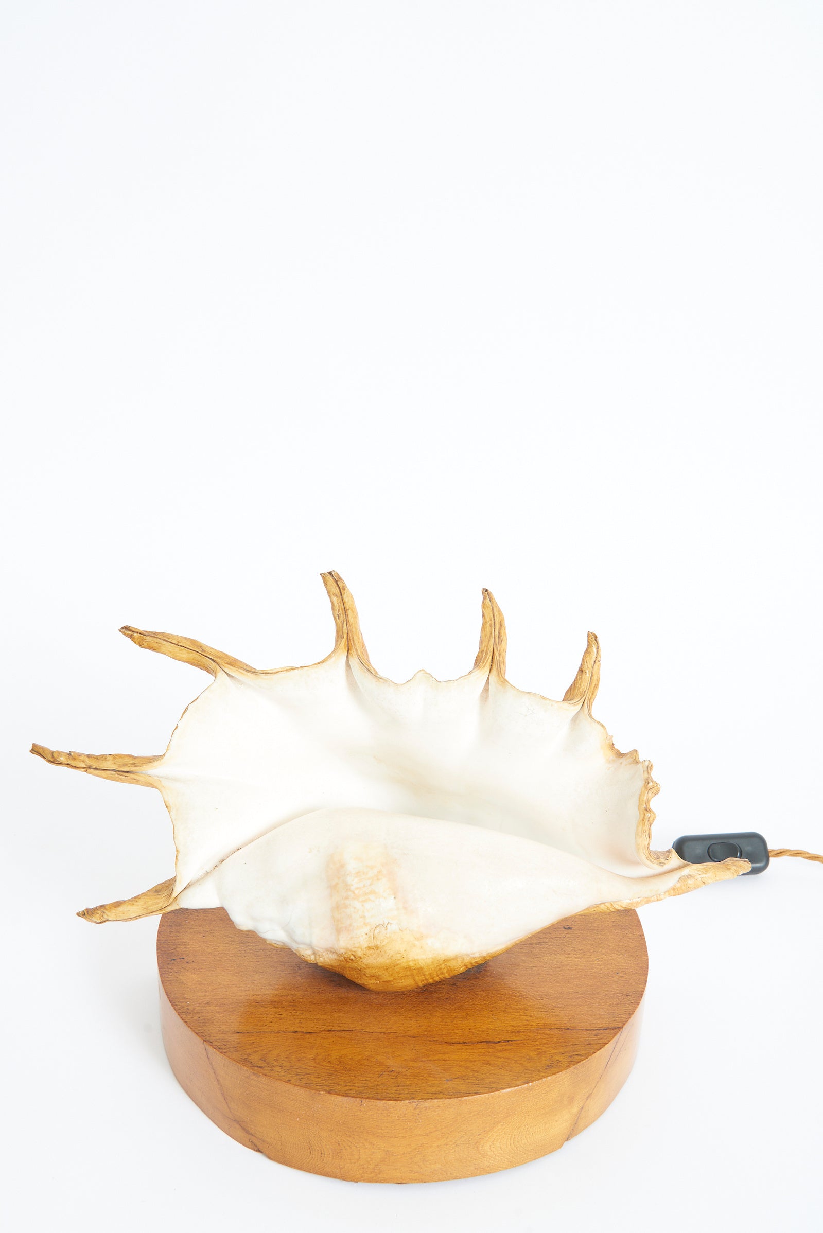Pair of Shell Lamps