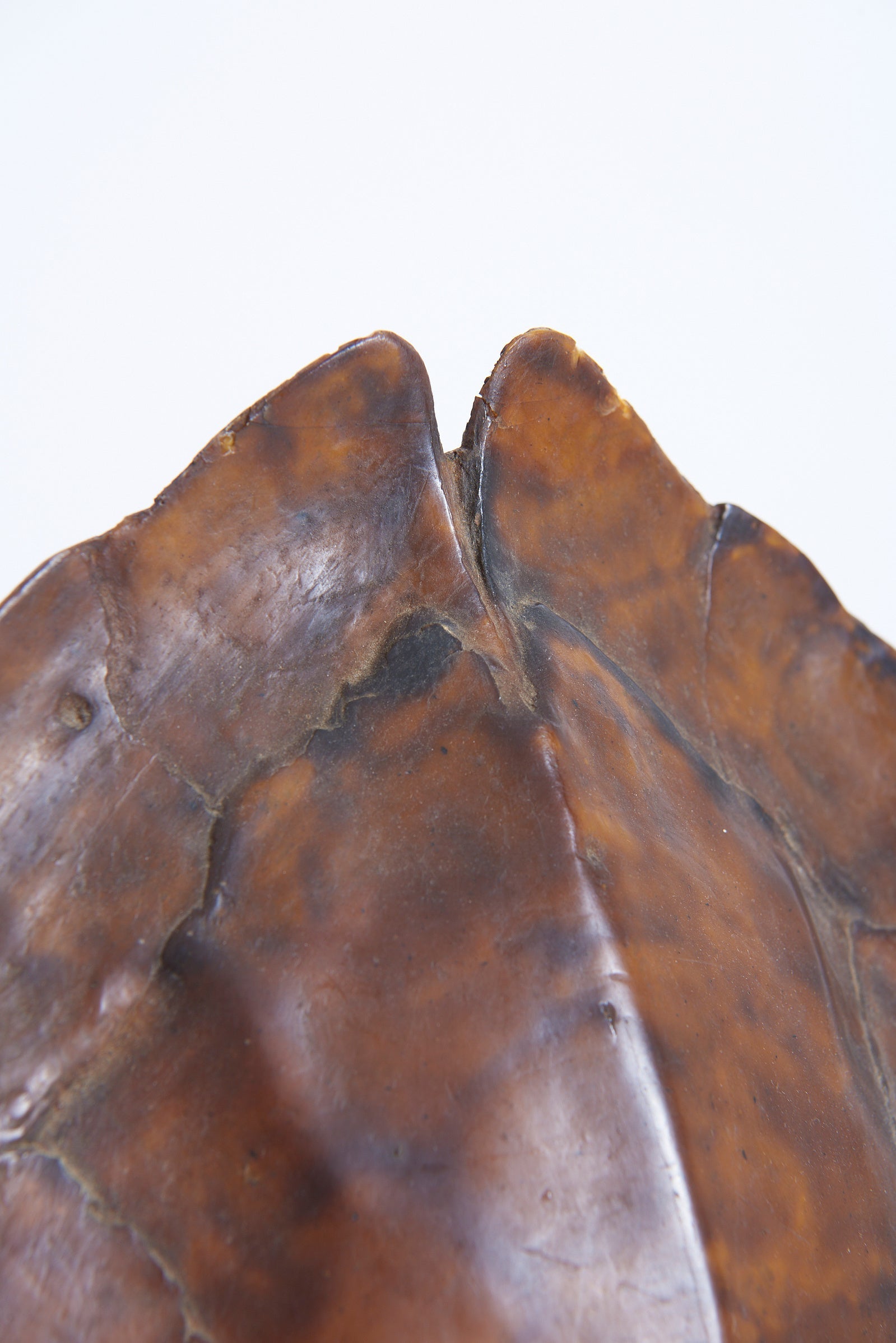 Pair of Tortoiseshell Table Lamps